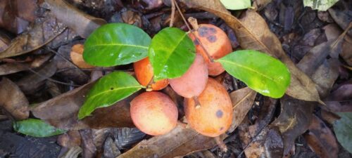 Lire la suite à propos de l’article Première mission d&rsquo;identification d&rsquo;espèce fruitières, forestières en voie de disparition en basse Casamance (zone Enampore et Oussouye)