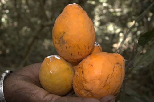 Lire la suite à propos de l’article Le 6 juin 2026, l&rsquo;ONG ETDS a organisé une collecte de données du fruit Landolphia hirsuta, nécessaire à l&rsquo;étude des facteurs biophysiques et socio-économiques en Basse Casamance (région de Ziguinchor).