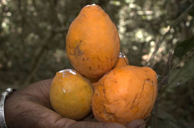 You are currently viewing Le 6 juin 2026, l&rsquo;ONG ETDS a organisé une collecte de données du fruit Landolphia hirsuta, nécessaire à l&rsquo;étude des facteurs biophysiques et socio-économiques en Basse Casamance (région de Ziguinchor).